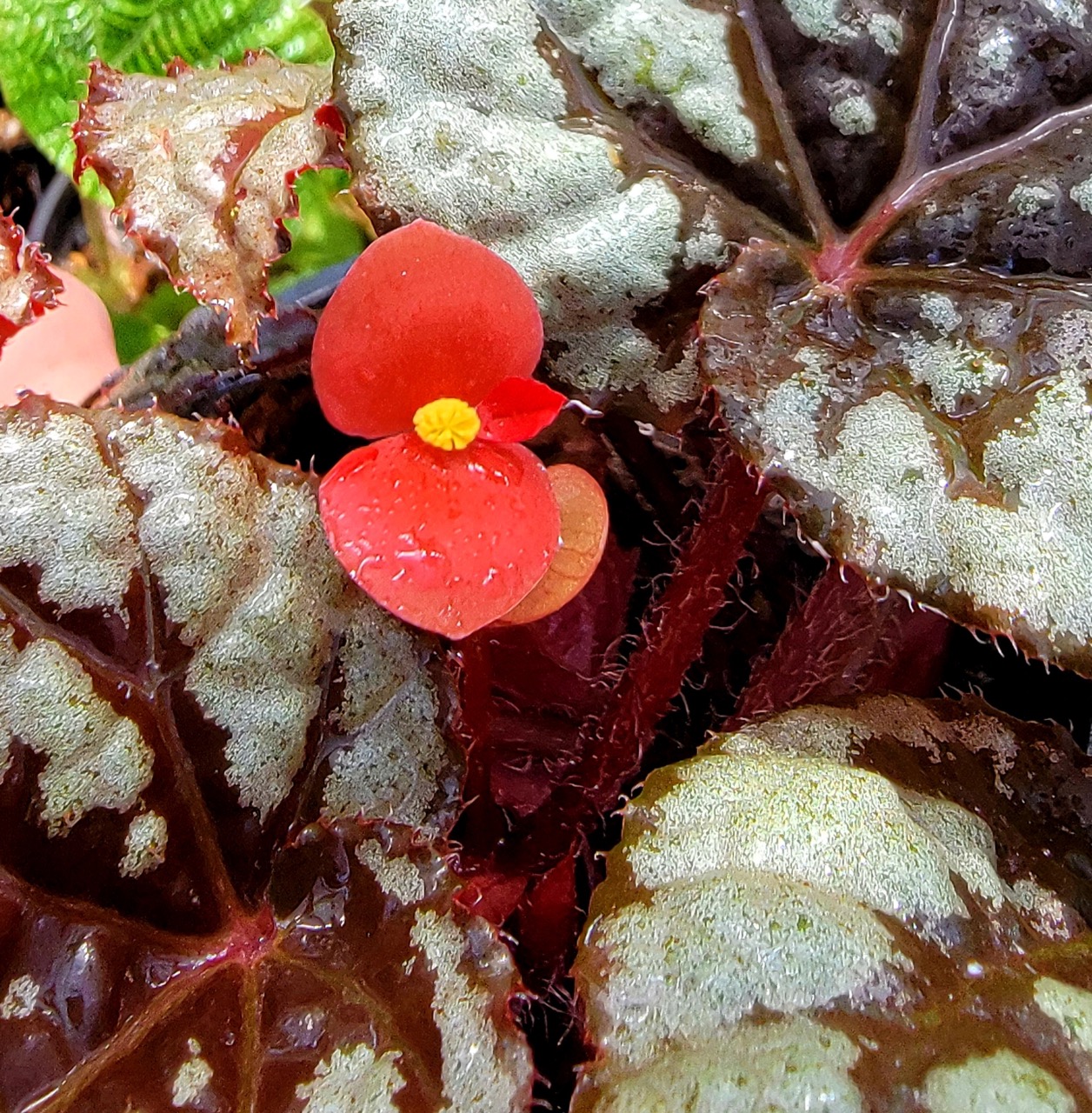 B. ‘Dragon Heart’
